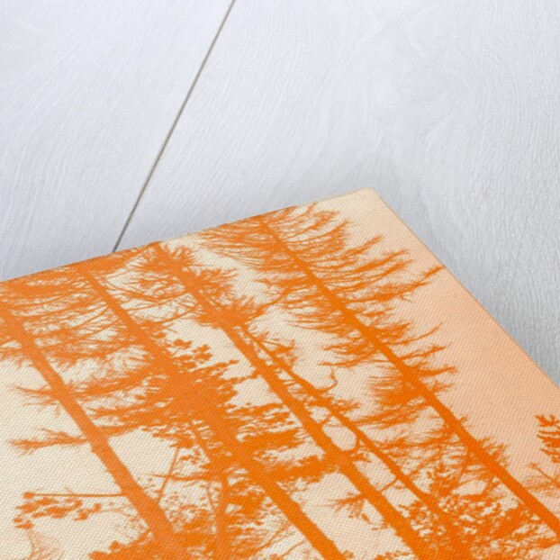 If the trees were orange, 2019 by Alex Caminker