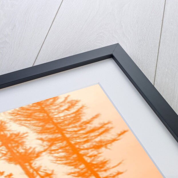 If the trees were orange, 2019 by Alex Caminker