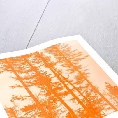 If the trees were orange, 2019 by Alex Caminker