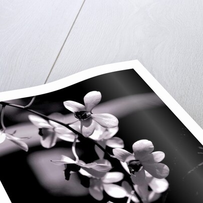 Bunch, 2019 by Alex Caminker