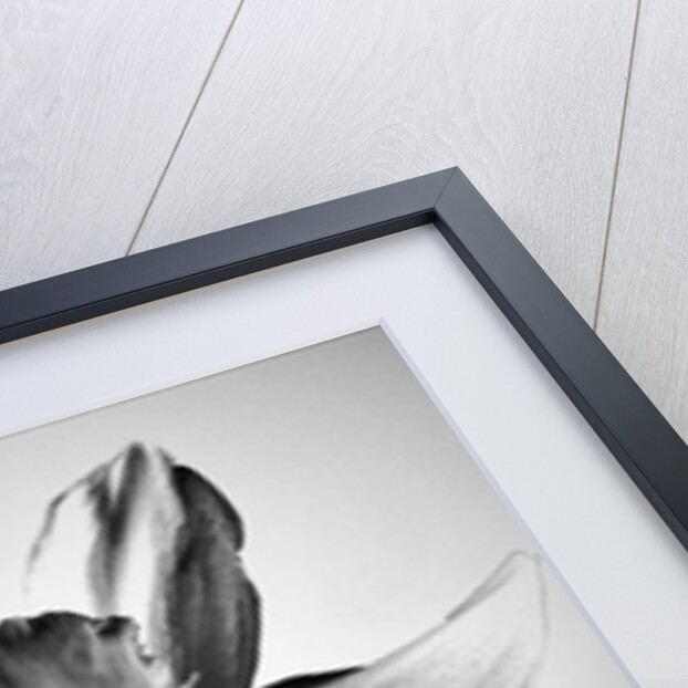 Herb, 2019 by Alex Caminker