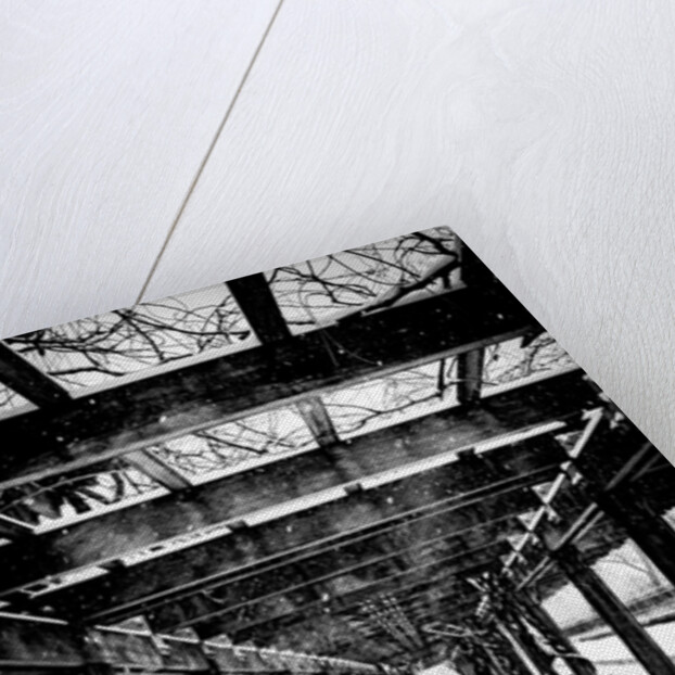 Central Park Winter, 2017 by Guilherme Pontes