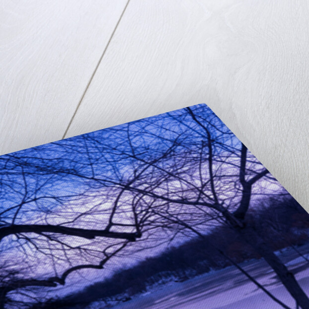 Purple Central Park Winter, 2017 by Guilherme Pontes