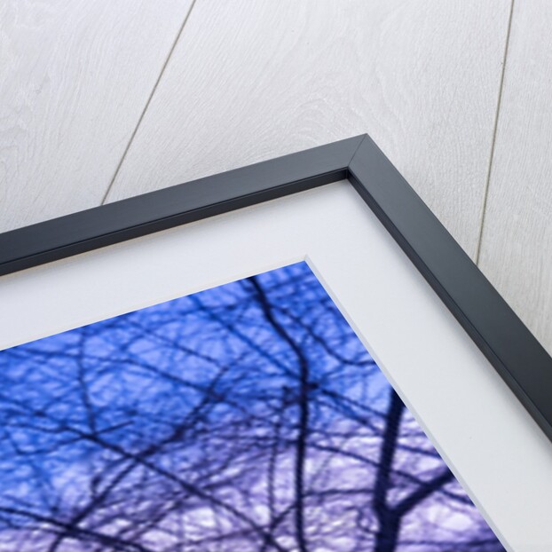 Purple Central Park Winter, 2017 by Guilherme Pontes