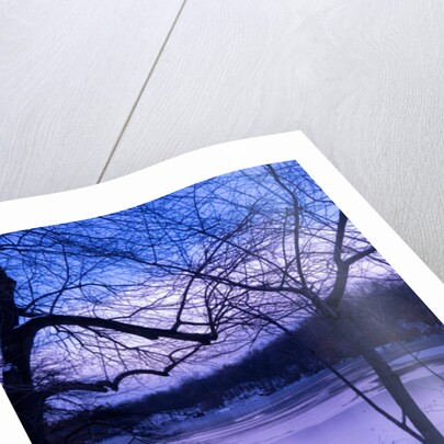 Purple Central Park Winter, 2017 by Guilherme Pontes