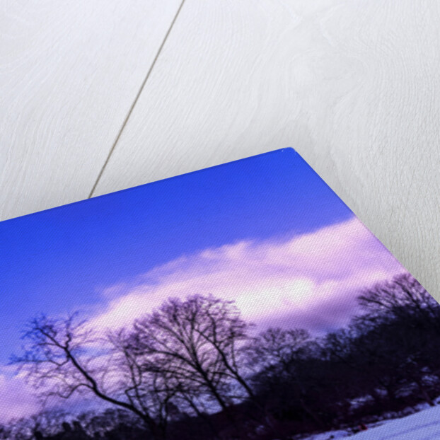 Purple Central Park Winter Nº2, 2017 by Guilherme Pontes