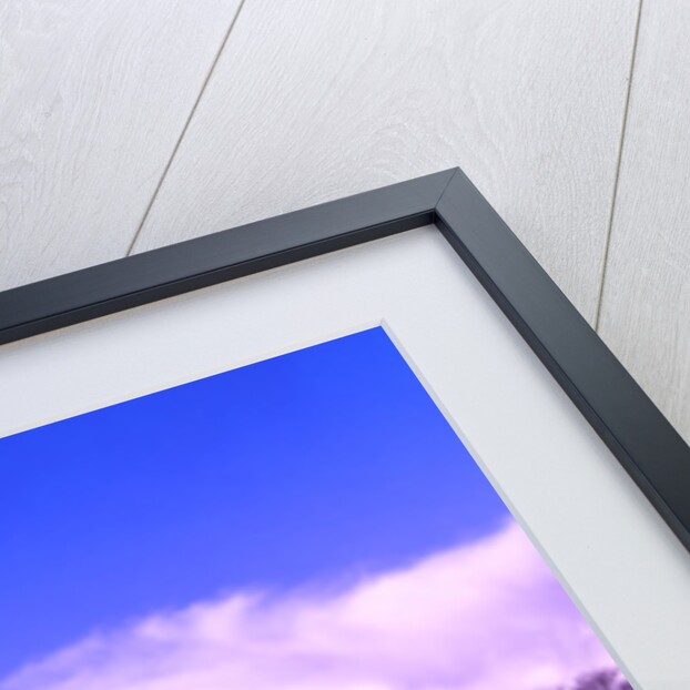 Purple Central Park Winter Nº2, 2017 by Guilherme Pontes