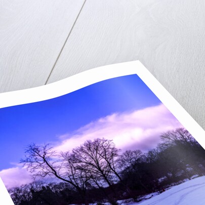 Purple Central Park Winter Nº2, 2017 by Guilherme Pontes