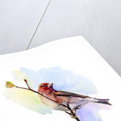 Purple finch, 2016 by John Keeling