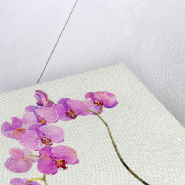 Orchid botanical, 2013 by John Keeling