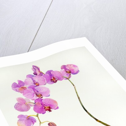 Orchid botanical, 2013 by John Keeling