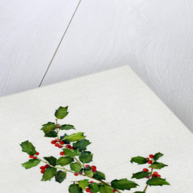 Holly botanical, 2013 by John Keeling