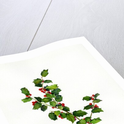 Holly botanical, 2013 by John Keeling