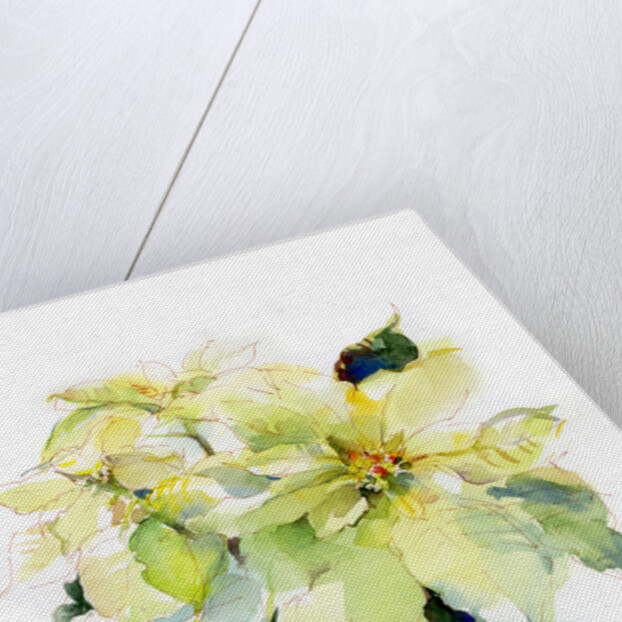 White Poinsettia, 2014 by John Keeling