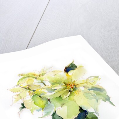 White Poinsettia, 2014 by John Keeling