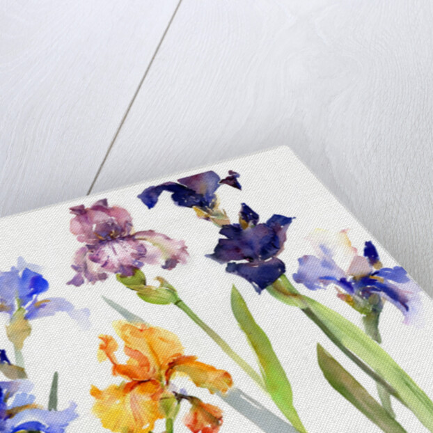 Iris, 2014 by John Keeling