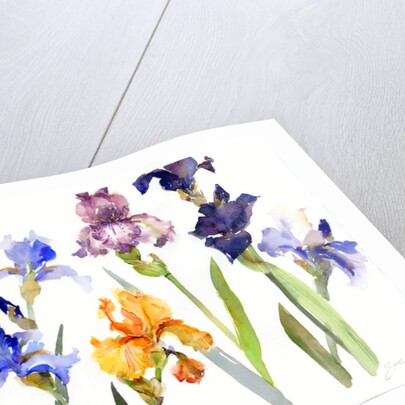 Iris, 2014 by John Keeling