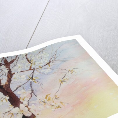 white cherry blossom, 2017 by Mary Smith