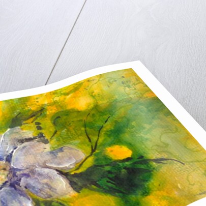 clematis in the evening sun, 2017 by Mary Smith