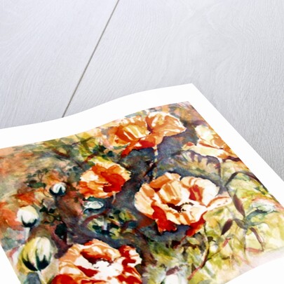 Poppies in the border, 2017 by Mary Smith