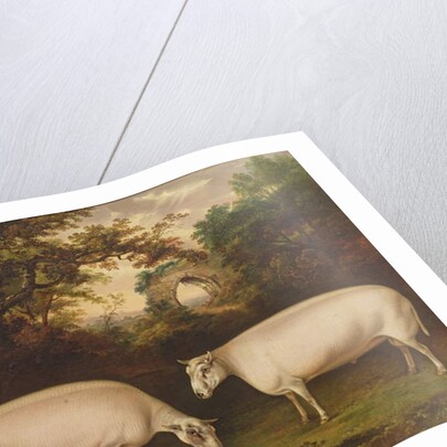 Two Prize Border Leicester Rams in a Landscape, 1800 by Thomas Weaver