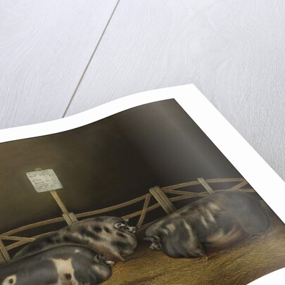 First prize at Smithfield Club Show £10 by John Vine