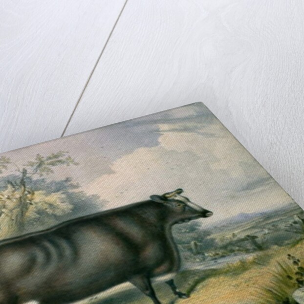 The Cottesmore Prize Heifer, after Henry Strafford, 1837 by James Giles