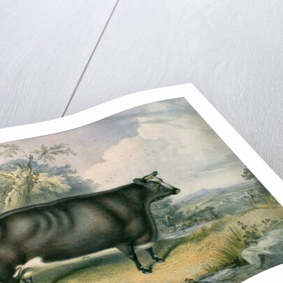 The Cottesmore Prize Heifer, after Henry Strafford, 1837 by James Giles