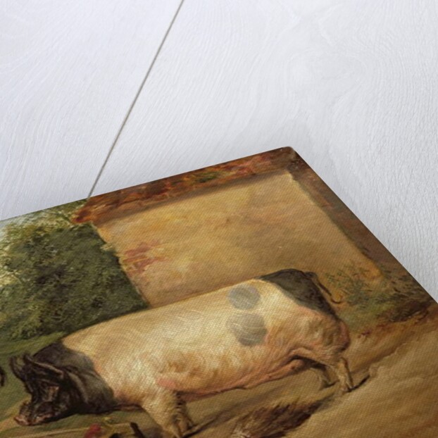 Portrait of a prize pig, property of Squire Weston of Essex, 1810 by Edwin Landseer