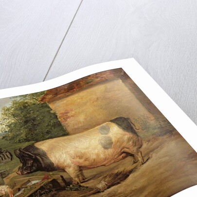 Portrait of a prize pig, property of Squire Weston of Essex, 1810 by Edwin Landseer