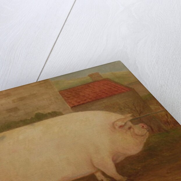 `Jumbo', 16 months old, 41 stone, bred by J. Young, Newholm, Yorkshire, 1886 by William Henderson