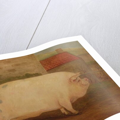 `Jumbo', 16 months old, 41 stone, bred by J. Young, Newholm, Yorkshire, 1886 by William Henderson