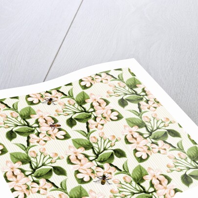 Crab Apple Blossom and Honey Bee, 2017 by Andrew Watson