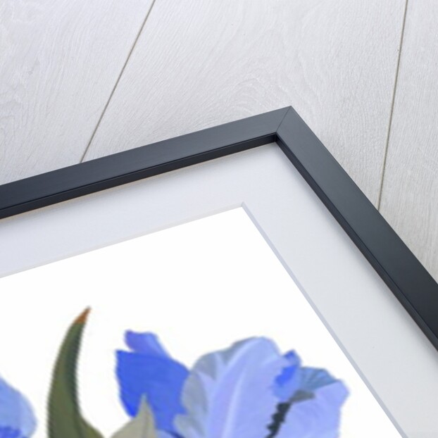 Blue tulip, 2017 by Hiroyuki Izutsu