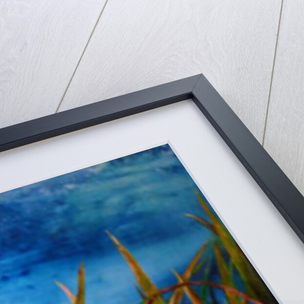 wild iris water snake, 2017 by jocasta shakespeare