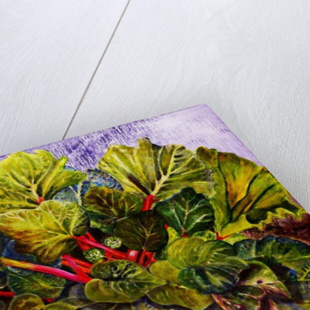 rhubarb, 2016 by jocasta shakespeare