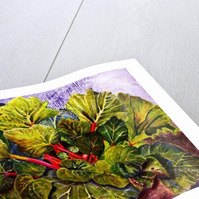 rhubarb, 2016 by jocasta shakespeare