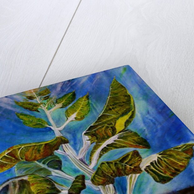 Bolted Chard, 2016 by jocasta shakespeare