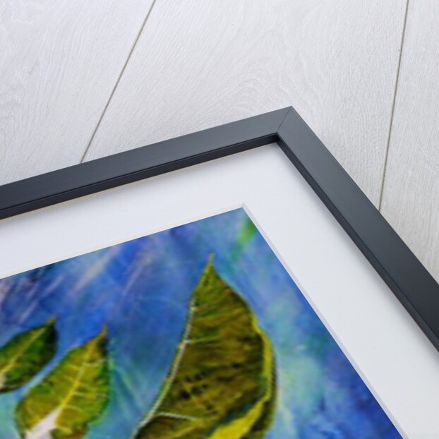 Bolted Chard, 2016 by jocasta shakespeare