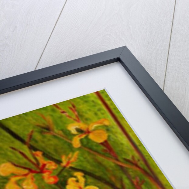 Canna Lily, 2017 by jocasta shakespeare