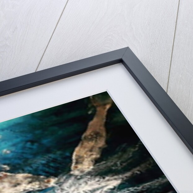 Seabass, 2019 by jocasta shakespeare