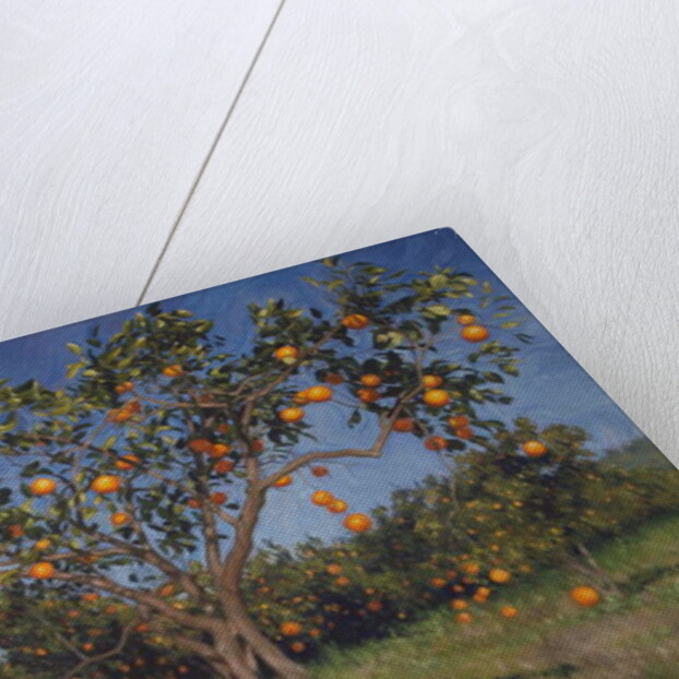 Suntree, 2013 by Angus Hampel