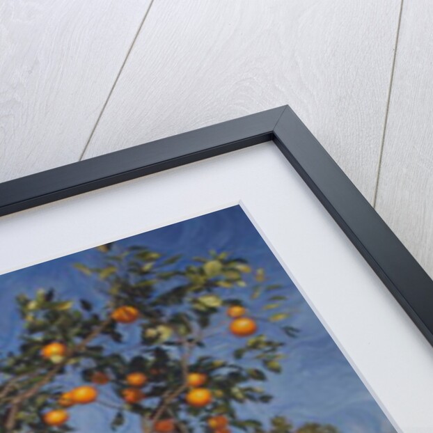 Suntree, 2013 by Angus Hampel