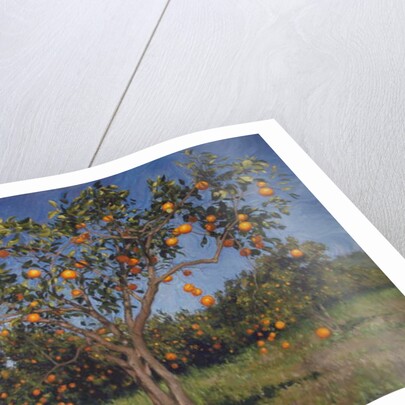 Suntree, 2013 by Angus Hampel