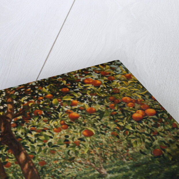 Silence under the oranges II, 2012 by Angus Hampel