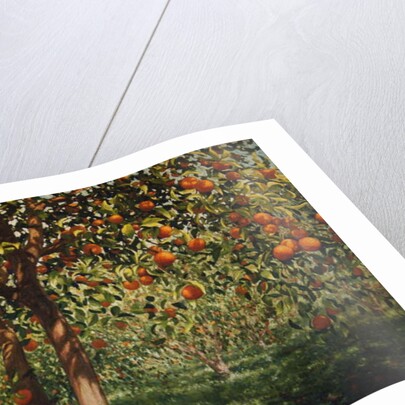 Silence under the oranges II, 2012 by Angus Hampel