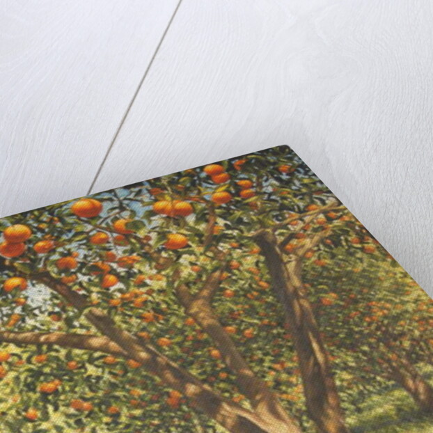 Silence under the oranges I, 2012 by Angus Hampel