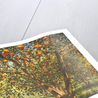 Silence under the oranges I, 2012 by Angus Hampel