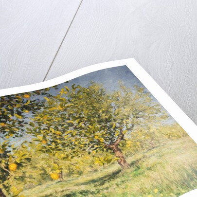 Impossibility of a lemon tree, 2013 by Angus Hampel