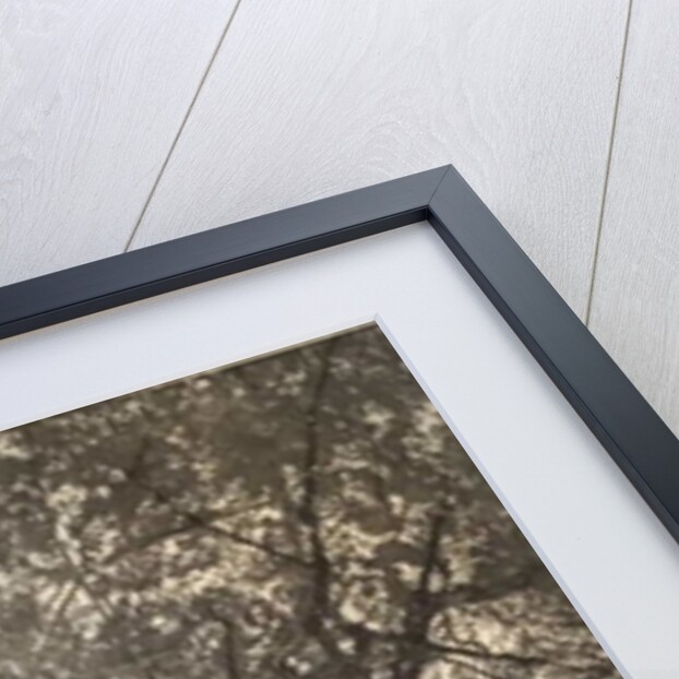 Portrait of my mother, 2018 by Angus Hampel